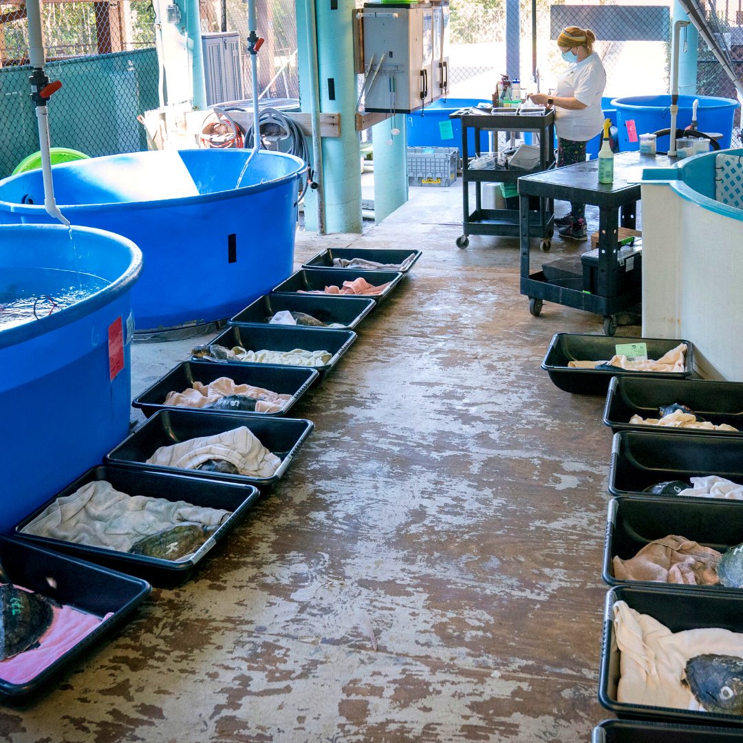 GumboCoastal's tweet photo. In 2020, we saved #ColdStunned sea turtles from #CapeCod. With help from @turtles_fly2, we were able to place them in dry tubs, warm them up slowly, and release them back into the ocean.

*All Sea Turtle Work performed under appropriate marine turtle fish &amp; wildlife permits. https://t.co/NlMqCoXRxh