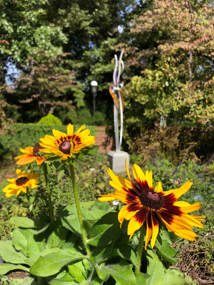 Sunflowers are blooming! Visit the 
Cutting Gardens and Perennial Border, where thousands of sunflowers
were planted. 🌻