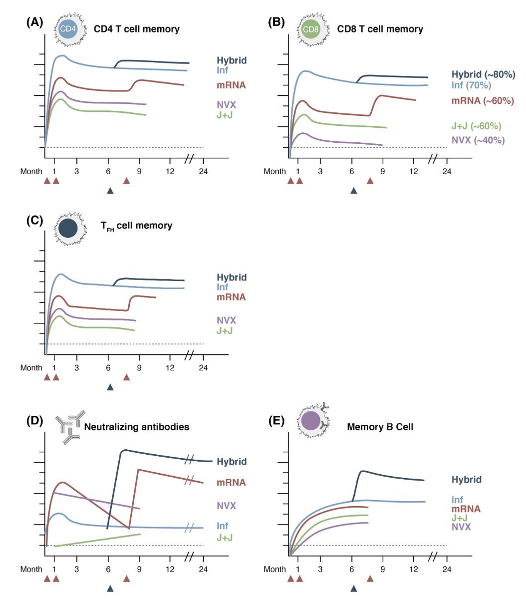 Our extensive scientific review of SARS-CoV-2 immune memory is published. Antibodies, CD4 T cells, CD8 T cells, memory B cells, and tissue resident cells. After vaccination, infection, or both, ready to battle COVID-19. Open access: onlinelibrary.wiley.com/doi/10.1111/im… <a href="/SetteLab/">Alessandro Sette</a>
