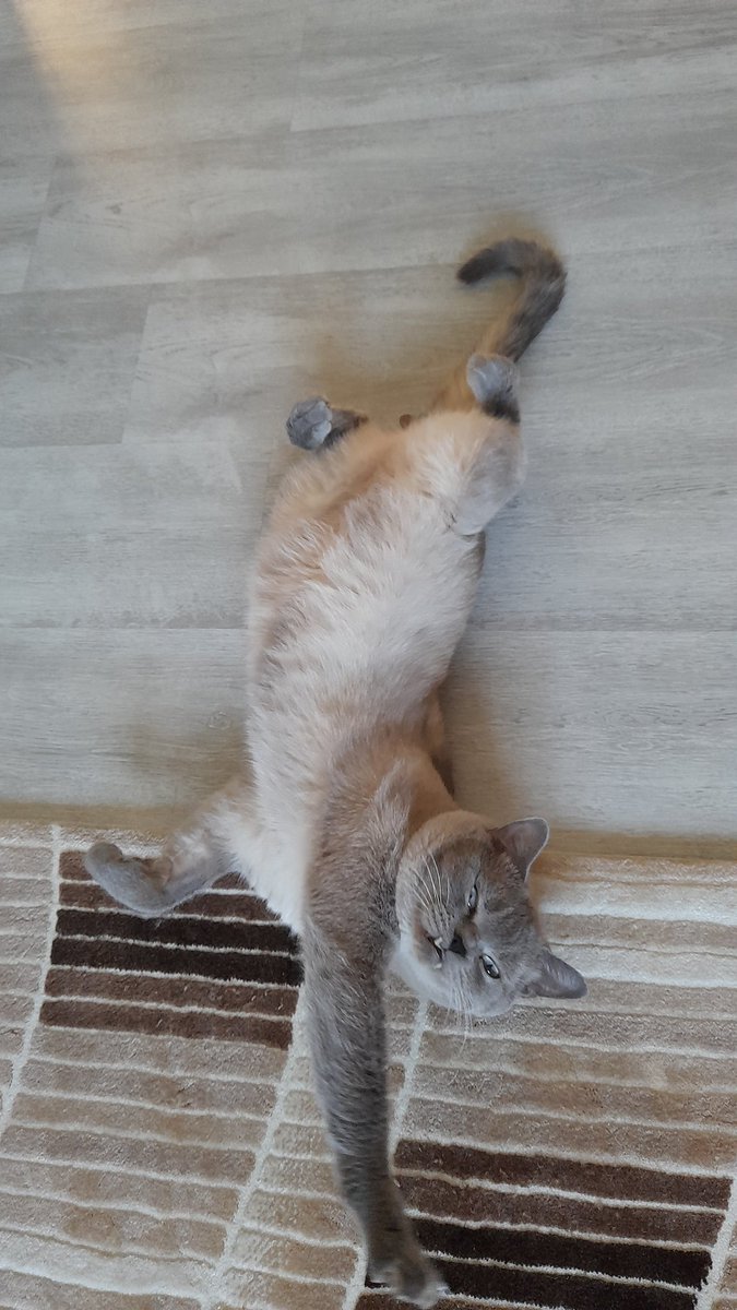 Veraa1610's tweet photo. Sıcakta beklerken şekilden şekile giren bir evlat Bobo 😍 @Ray_rddgntn bekleniyorsunuz 😇 https://t.co/QgmBw3B7Yq