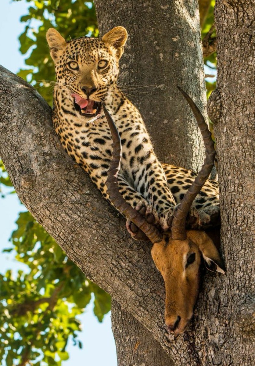 jrngbcn's tweet photo. Los felinos están entre los carnivoros más espectacularmente adaptados a la depredacion; pasmoso en la carrera o sigilosos cazadores al acecho, provistos de dientes letales y afiladas garras.
📷 Carlo Mancilla  .⬇️ https://t.co/enVB6uKRcb