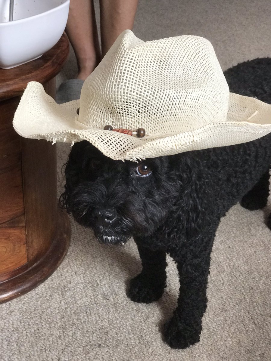CockapooTilly's tweet photo. Who said I’m not a trend setter 😵‍💫 move over Hoodad 😍 https://t.co/l0tQNmF6MP