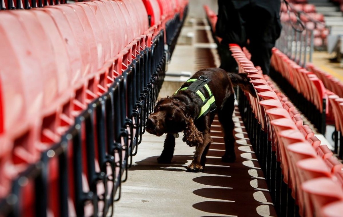 PD Arlo 🐾 The Lionesses won't be the only ones on the prowl today, here PD Arlo is helping prepare for tonight's #WEURO2022 game at St Mary's in #Southampton. If you are going to the game, have a great night!