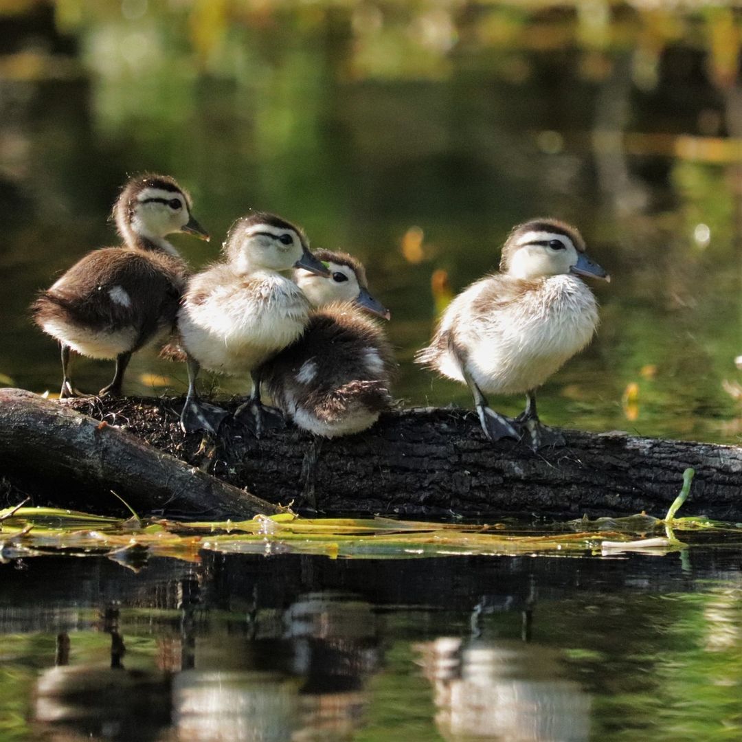 FLStateParksFdn's tweet photo. Grab your buds, we are going swimming!!
IG: @1wildlifer
At Silver Springs State Park
#FloridaStateParks #FloridaStateParksFoundation #FlStateParksFdn #ExploreFLParks #TheRealFlorida #UnlockFlorida #ExploreFlorida #SilverSprings https://t.co/3y5Njr33Po