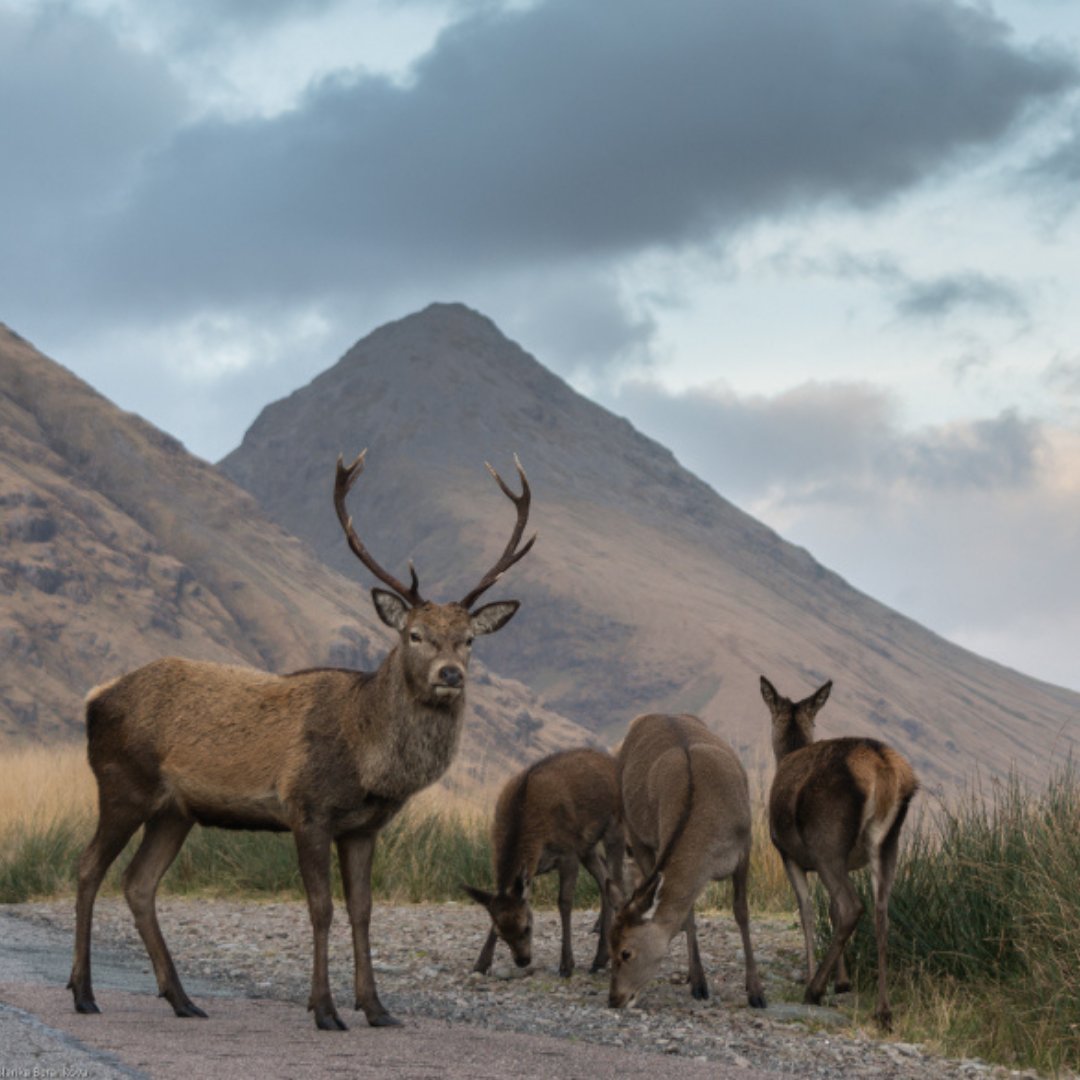 🍂Get ahead and SAVE with our magical Autumn and Winter breaks.

2 nights in our stunning Victorian hotel
23 acres private grounds
Views of the River Snizort &amp; Loch Snizort
Delicious dining on 1 night &amp; breakfast each morning
Romantic rooms
Family suite

skyehotel.co.uk/autumn-winter-…