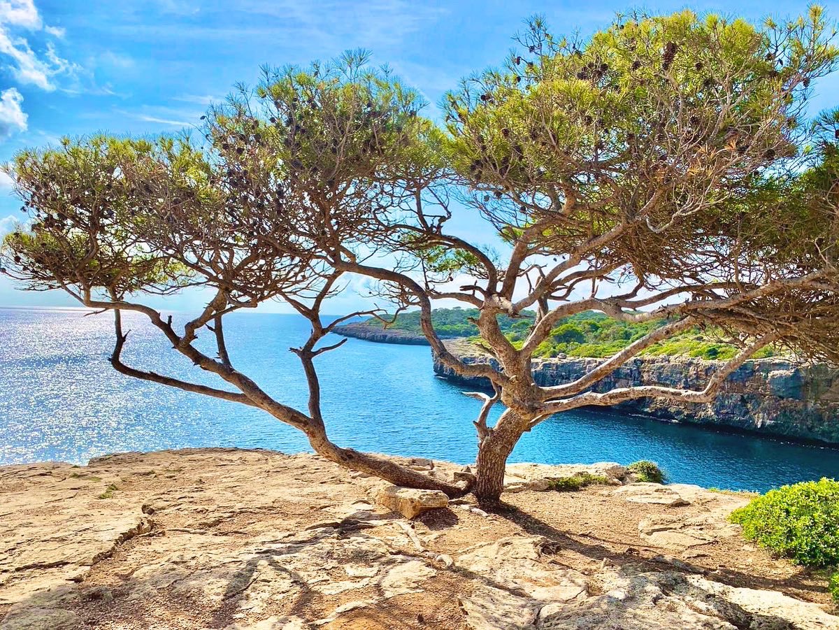 FreewheelHols's tweet photo. Cycle in the sun…☀️

Magnificent #Majorca 

#travel #europe #cycling https://t.co/SberLF6rfD