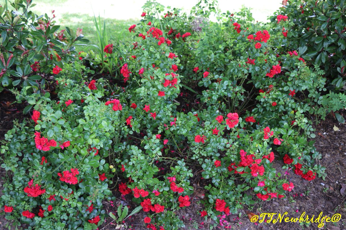 TTNewbridge's tweet photo. The Bad Lippspringe #KesseLippe Roses are blooming beautifully in the #LiffeyLinearPark at present.

Planted in 2016 to celebrate 20 years of twinning between the two towns. 

#Twinning
#BadLippspring https://t.co/5t0pY5ExUk