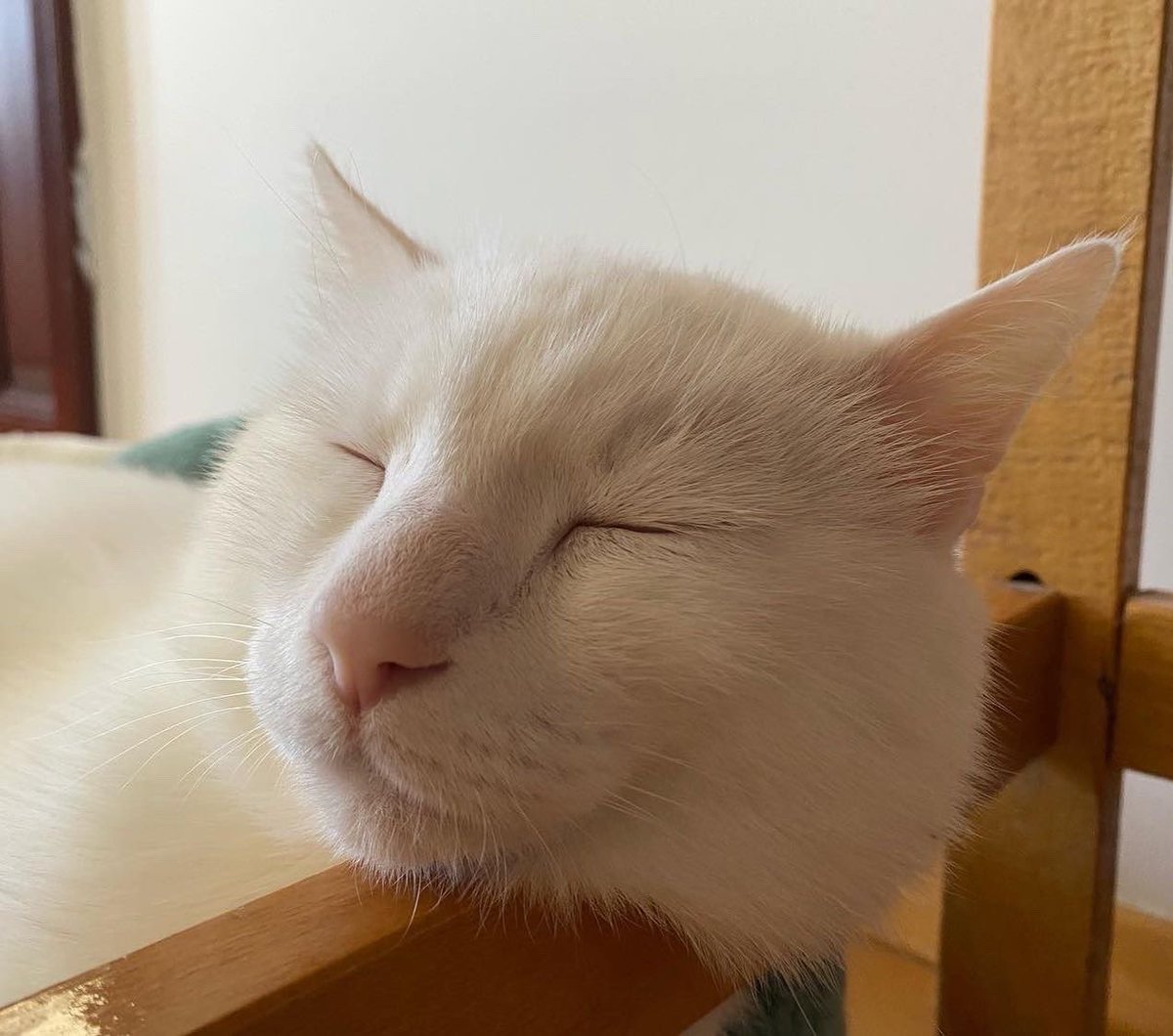 Kooocakafa's tweet photo. En iyi uyku, sefil uyku 💤 https://t.co/SGWodnX70R