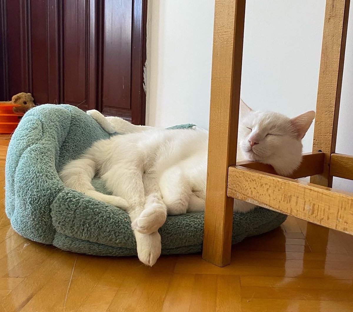 Kooocakafa's tweet photo. En iyi uyku, sefil uyku 💤 https://t.co/SGWodnX70R