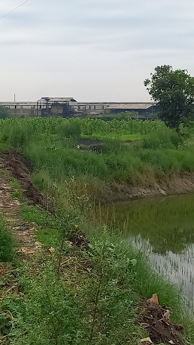 Lakhanpal1Cm's tweet photo. #PollutingIndustries releasing #PollutedWater into #BuddhaDariya near Villages Gaunspur and Hambaran in Dakha Constituency outside #MunicipalLimit. Scattered Polluted Waste lying all over. Sufferings of the Villegers are the worst. No Stern Actions taken till so far by #PPCB ??? https://t.co/FbyHLI9l8D