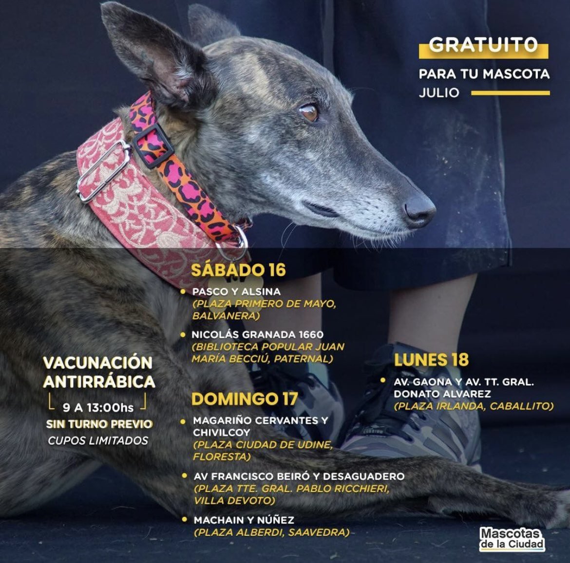 G11Noticias's tweet photo. VACUNACIÓN ANTIRRÁBICA GRATUITA 💉🐶😺 #Comuna11 #VillaDevoto https://t.co/jJxoYouvIN