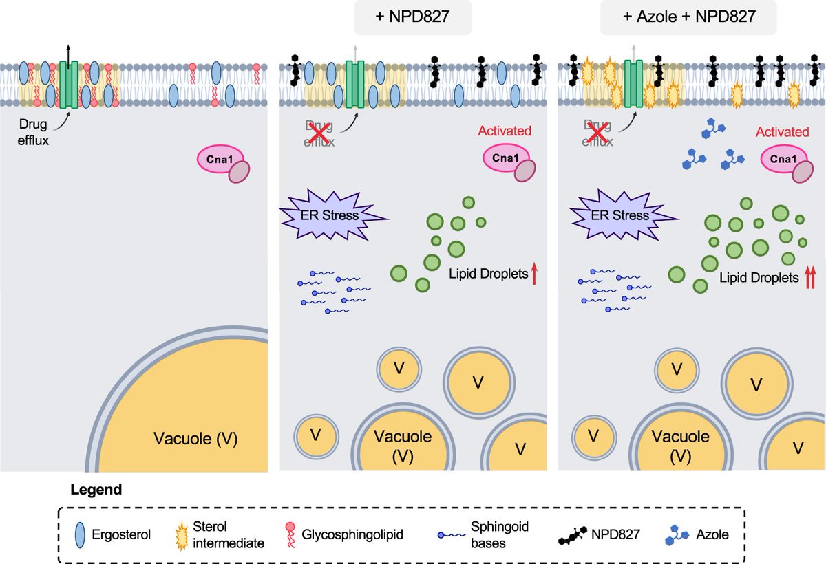Targeting fungal membrane homeostasis with imidazopyrazoindoles impairs azole resistance and biofilm formation @CowenLab @nicolerevie #fungi #Candida #antifungals #mycology go.nature.com/3uNLfFW