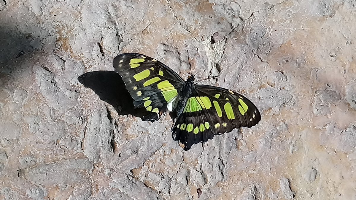CalvinC46256691's tweet photo. Nature is God's gift for us to enjoy this wonderful enviromment. No matter they are birds, plants, fruits, leaves, flowers, insects, even with full moon, they are all created from our Heavenly Father. Praise the Lord. https://t.co/qggLDZhYCN