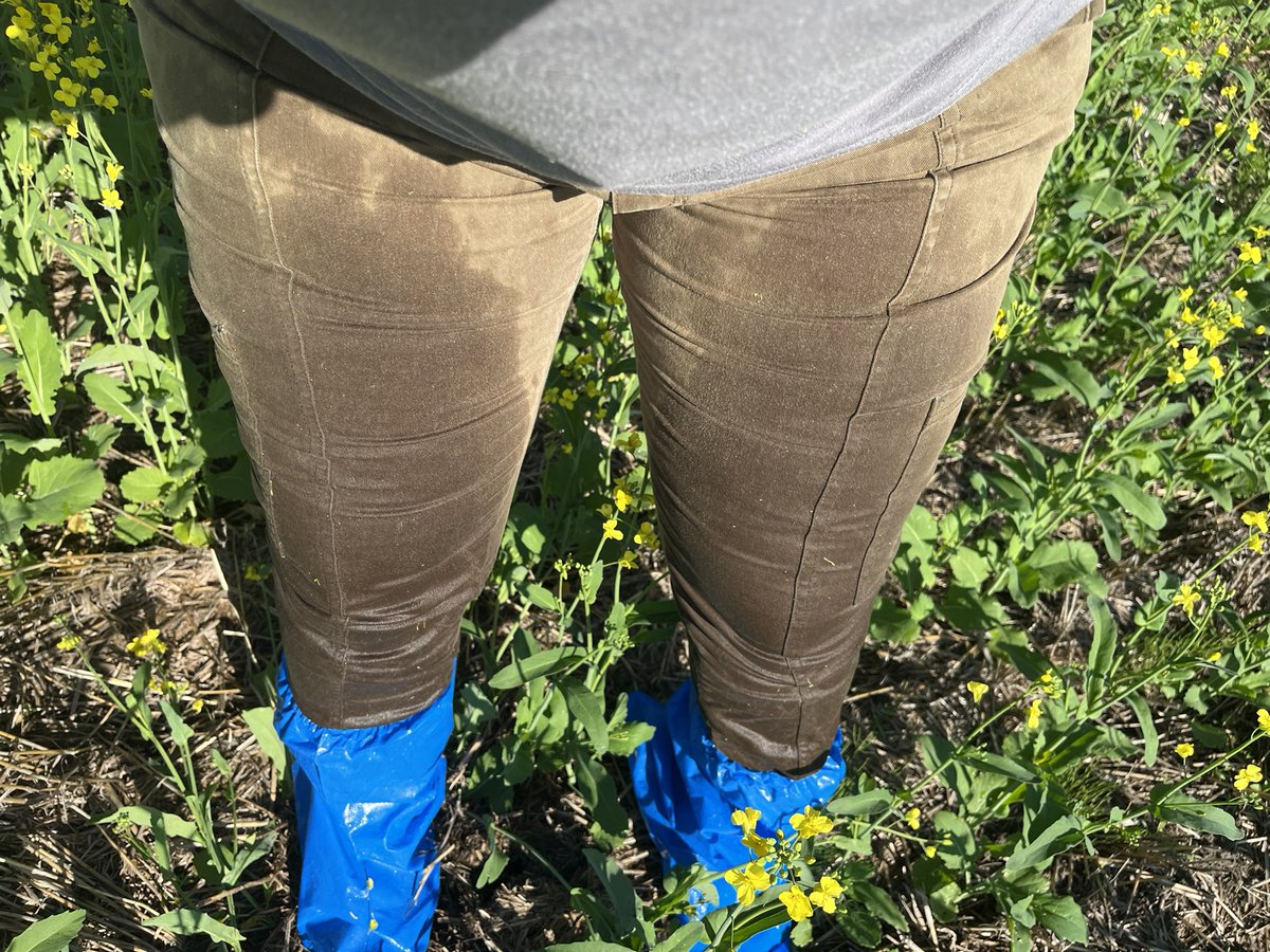 Pants are moister than an oyster scouting canola in Castor! Showing the need for proline and proline gold for disease protection <a href="/DEKALB_Canada/">DEKALB Canada</a> <a href="/Bayer4CropsCA/">Crop Science Canada</a>