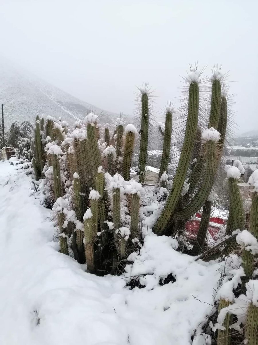 0carv's tweet photo. El Maqui, Monte Patria #ovalle https://t.co/erLO7nbtR1