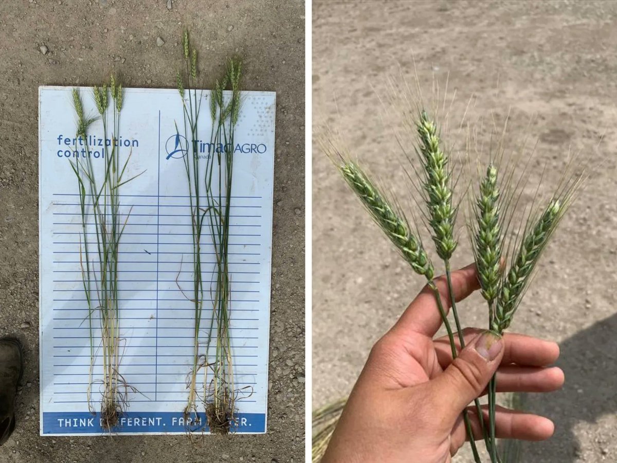 TimacAgroCanada's tweet photo. Duo Maxx working its magic on this wheat 🪄🌾

@AlexandraHawry1 sent these updates from Ontario to show the major differences between the control group and the Duo Maxx treated wheat. The farmer will be hitting his targets this year! #OntAg

https://t.co/xXMUwBePNJ https://t.co/MkBBfbZDN8