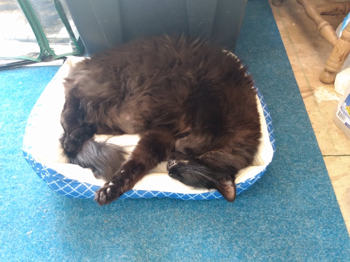 thor_mountain's tweet photo. My paw paw bought dis bed for me...... https://t.co/X6Tc3bPV03