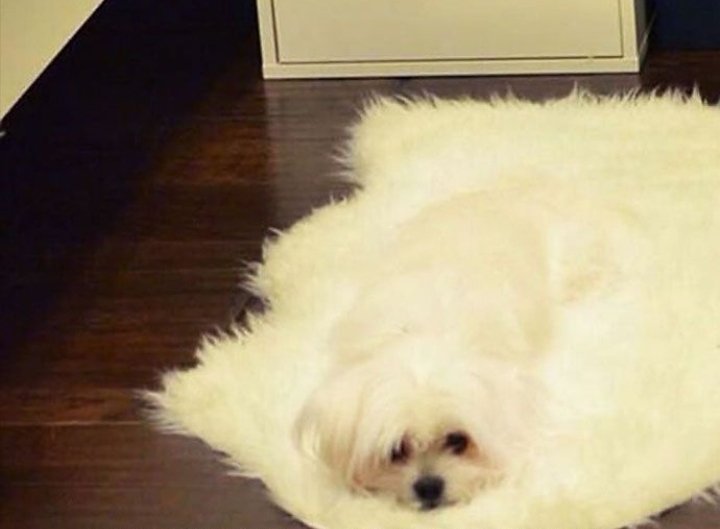 ExitAlexis's tweet photo. #OlaDeCalor
Hasta el perro se está derritiendo https://t.co/iERPggQm5z