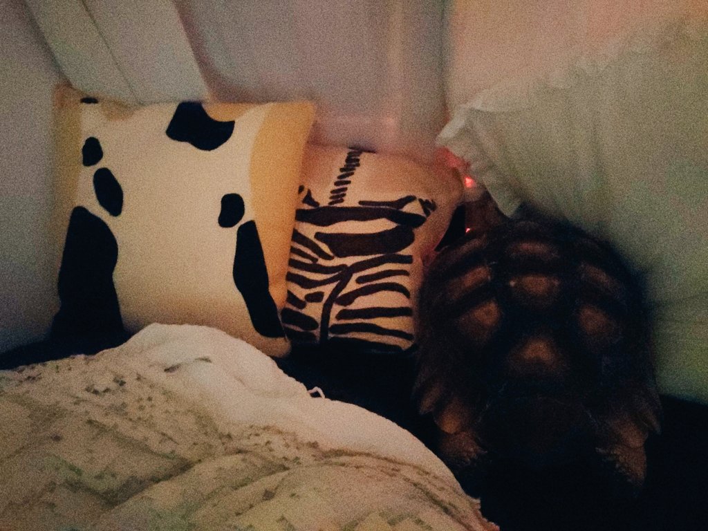 hengmi443's tweet photo. 🆕高反発カメクッションが
仲間入り🐄🦓🐢 https://t.co/Z8ru18VsxV