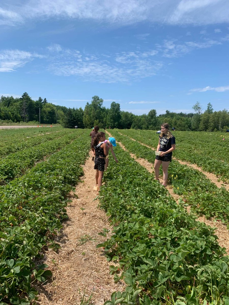 bbbspc's tweet photo. Yesterday was a great day for Big Bunch! Haley and Rachael had a great day taking this group strawberry picking at Maclean's and then going for a cool treat afterwards!😎🍦
#PictouCounty #groupmentoring #summerfun #Ignitepotential https://t.co/QAH8LWg26n