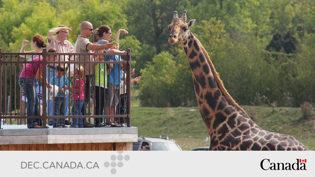 DEC contribue à la modernisation du <a href="/ParcSafari/">Parc Safari</a> qui célèbre ses 50 ans et qui se réinvente pour fasciner encore plus les petits et les grands. Que l’aventure continue! 🦁 #DECSoutien #Montérégie  ow.ly/fK6j50JWKwN