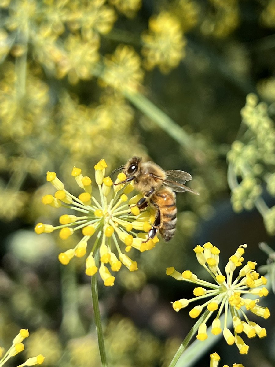 BFamilyFarms's tweet photo. It’s the small forms of life that often have the biggest effect. What are you doing for the little guy?  #savethebees #ClimateAction #gardening #bees https://t.co/BnUX4071SJ