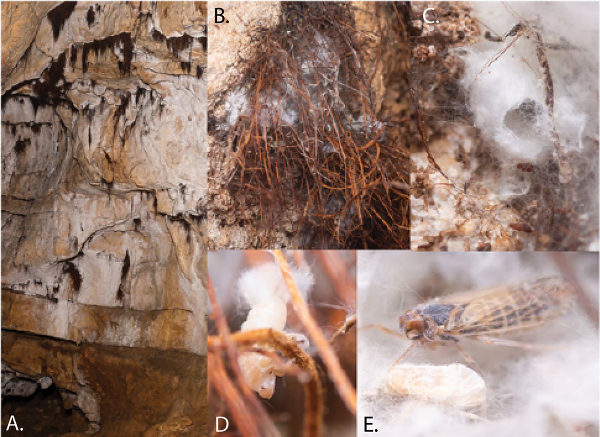 subtbiol's tweet photo. A new #planthopper genus and species, recently discovered in a cave near Nice, France, is described. Read more about it here: https://t.co/8HK3Na6maU

#caves #planthoppers #newspecies @thibritb @Le_Museum @MfNBerlin https://t.co/0Ic4igTfVC