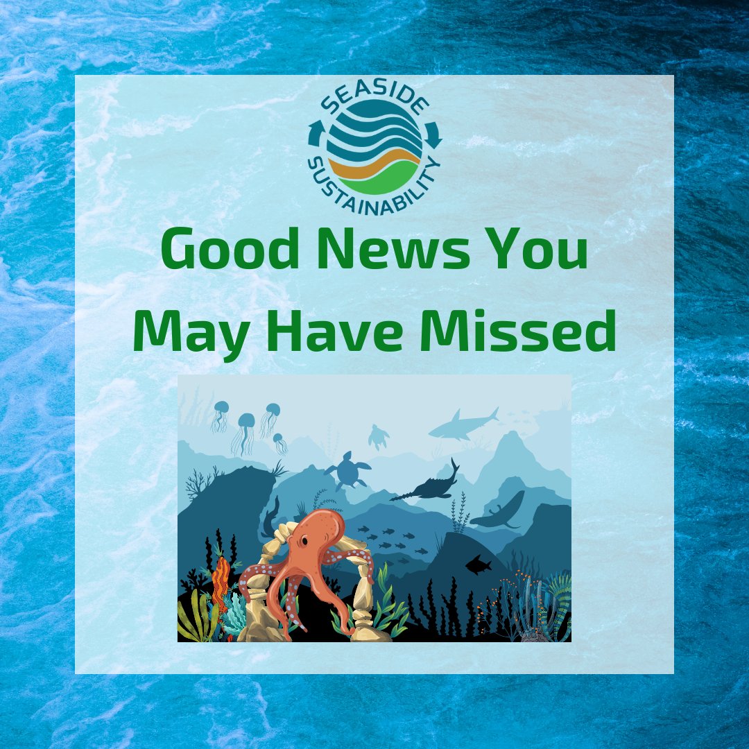 seasusinc's tweet photo. What would your summer be like without some Good News You May have Missed? ☀️😎

#SeasideSustainability #Sustainability #Environment #SaveOurPlanet #GoodNews #Recycle #Reduce #PlasticFree #LimitWaste #Plastic #SaveThePlanet #Friday #Sustainable https://t.co/pi7wv8MmnG