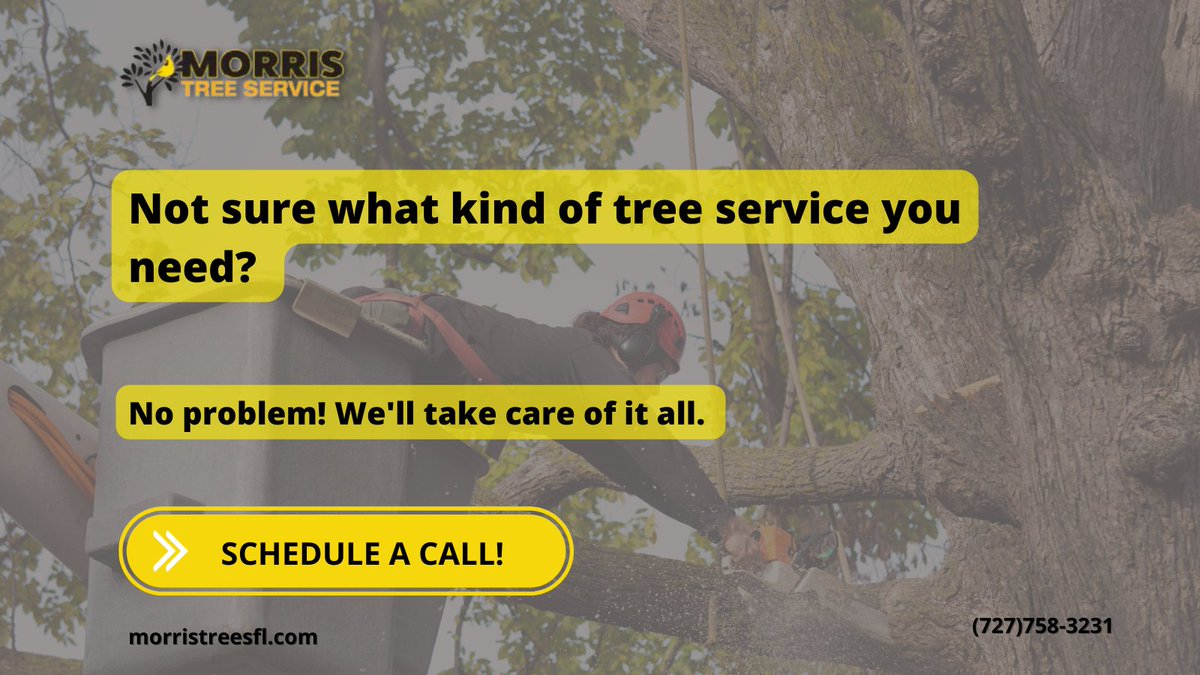 MorrisTreeServices tweet media