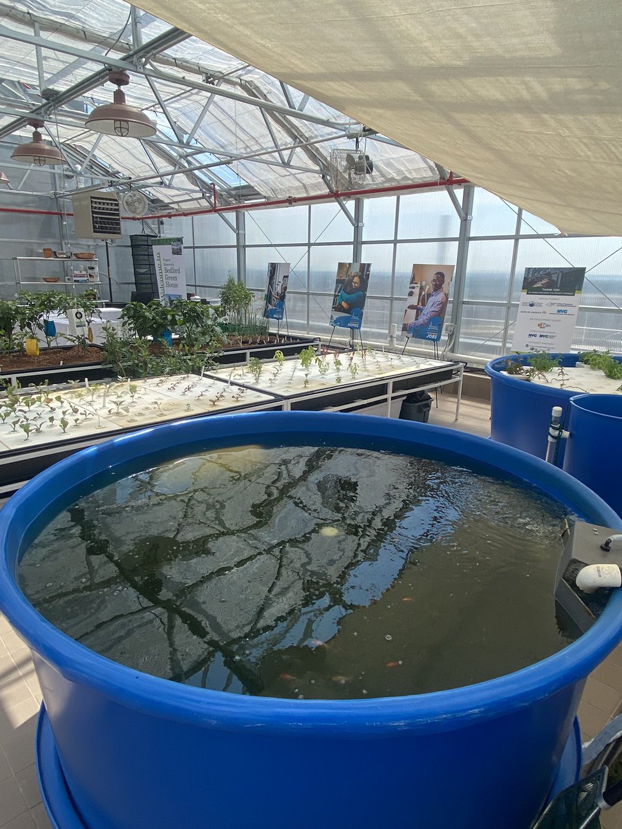 _SWinter's tweet image. Exciting day yesterday at the ribbon cutting of @ProjectRenewal Bedford Green House - Phase 2 starting soon! #SWAproject #aquaponics
