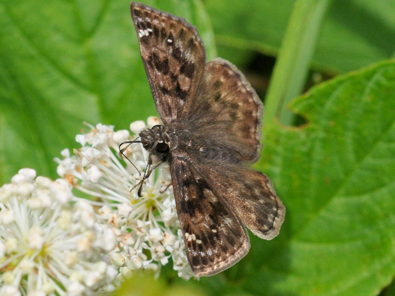 #teambutterfly includes <a href="/PineryProvPark/">PineryPP</a> , <a href="/RyanNorrisSci/">Dr. Ryan Norris</a>, @nrsinews, <a href="/Jessicalinton86/">Jessica Linton</a>, <a href="/Conservatory_/">Cambridge Butterfly</a> , a group that has joined together for the mottled duskywing recovery project in Ontario. 

Visit bit.ly/3IK9udU to find a few tips on how you can aid in our efforts!