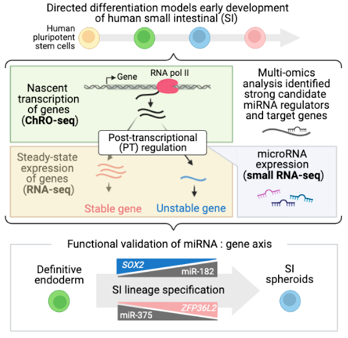 Praveen Sethupathy (@praveensethup) on Twitter photo Kudos to my amazing post-doc, Amy Hung, on leading this outstanding work, now out as a pre-print: biorxiv.org/content/10.110… <a href="/AmyHung_yh/">Amy YH Hung</a> <a href="/CornellRsrch/">Cornell Research & Innovation</a> <a href="/cornellvet/">Cornell University College of Veterinary Medicine</a> Kudos to my amazing post-doc, Amy Hung, on leading this outstanding work, now out as a pre-print: biorxiv.org/content/10.110… <a href="/AmyHung_yh/">Amy YH Hung</a> <a href="/CornellRsrch/">Cornell Research & Innovation</a> <a href="/cornellvet/">Cornell University College of Veterinary Medicine</a>