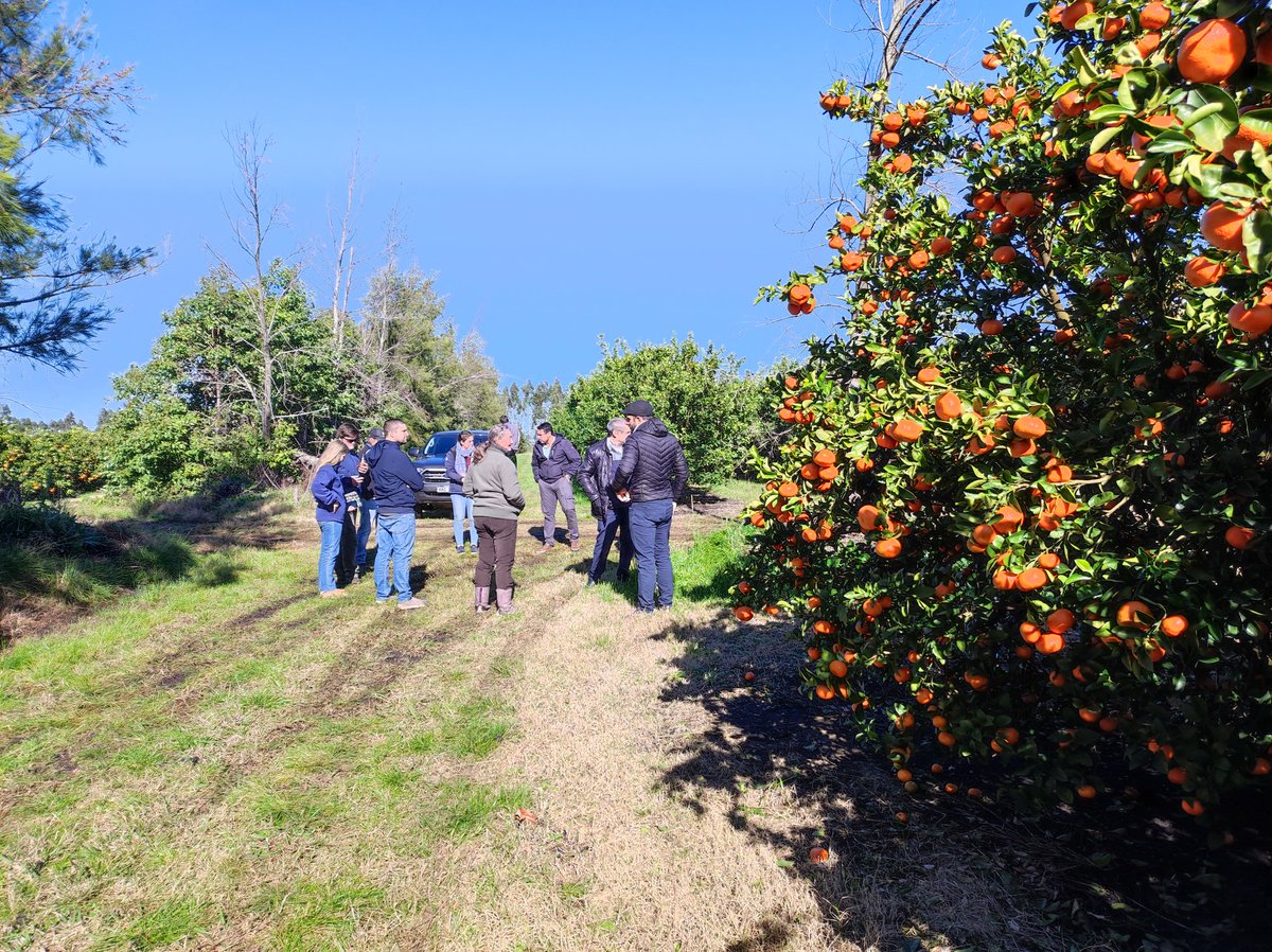 joaladolin's tweet photo. Una semana integradora de mucho intercambio con Lluis Palou en Uruguay. Cómo producir citrus sin residuos de postcosecha? Un gran desafío para el control de patógenos postcosecha. Articulación-Innovacion INIA-UPEFRUY https://t.co/Z7jrbNrd2R
