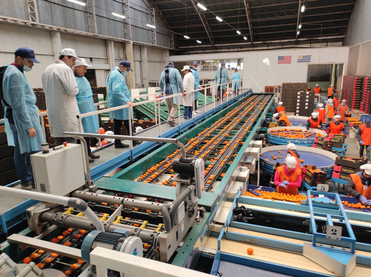 joaladolin's tweet photo. Una semana integradora de mucho intercambio con Lluis Palou en Uruguay. Cómo producir citrus sin residuos de postcosecha? Un gran desafío para el control de patógenos postcosecha. Articulación-Innovacion INIA-UPEFRUY https://t.co/Z7jrbNrd2R