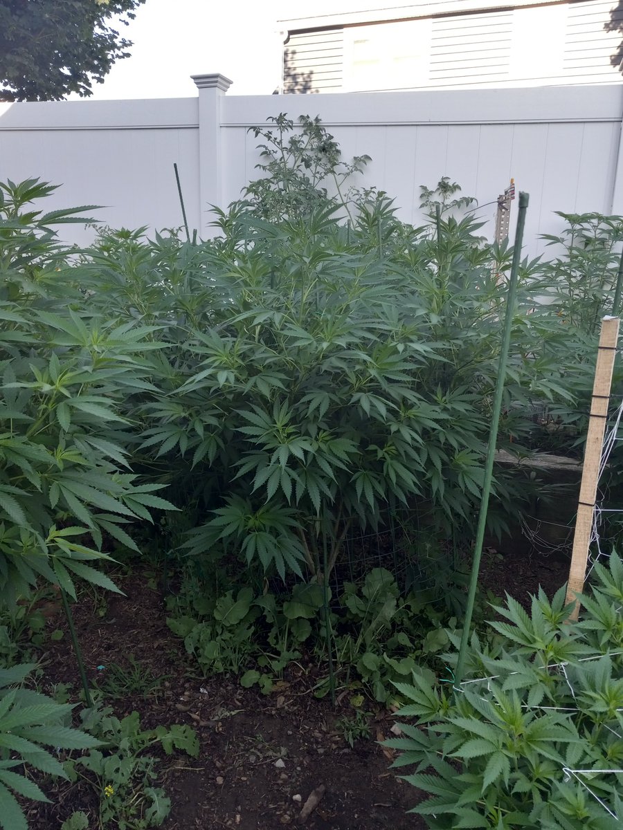 KrisCarter's tweet photo. Big Shoutout to @M_Seeds_nl my grow is looking stupendous this year. some of better plants are free seeds. #pineapplekush #blueberrywidow #Grow #CivicDuty #notsponsored just grateful. https://t.co/AK0CEX7R9q