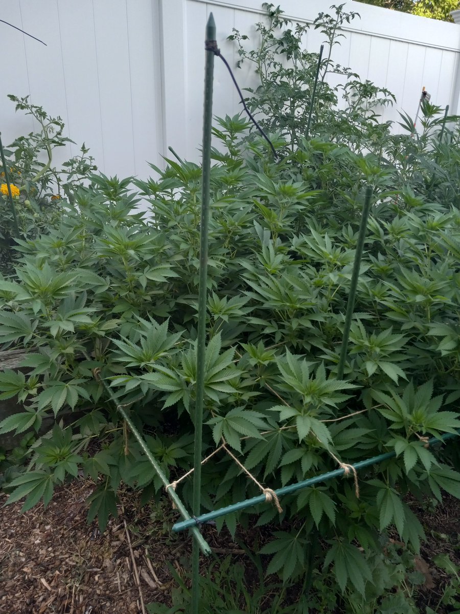 KrisCarter's tweet photo. Big Shoutout to @M_Seeds_nl my grow is looking stupendous this year. some of better plants are free seeds. #pineapplekush #blueberrywidow #Grow #CivicDuty #notsponsored just grateful. https://t.co/AK0CEX7R9q