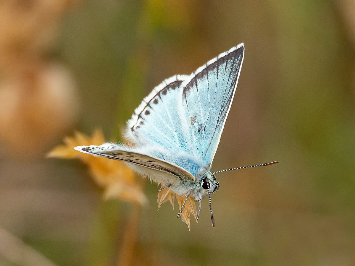 Marbled White and Chalkhill Blue at Hazelbury Common in Wiltshire this afternoon.@BC_Wiltshire