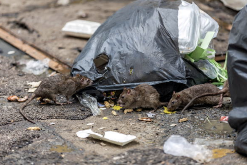 🔴COMMUNIQUE Entre le bien-être du #rat d’#égout et la #santépublique, faut-il choisir ? Véritable #danger le rat prolifère de façon inquiétante avec un ratio de 1,5/1,75 rats/hab @Paris et @marseille seraient ds les #10Villes les + infestées au #Monde ➡️bit.ly/3RvidEy