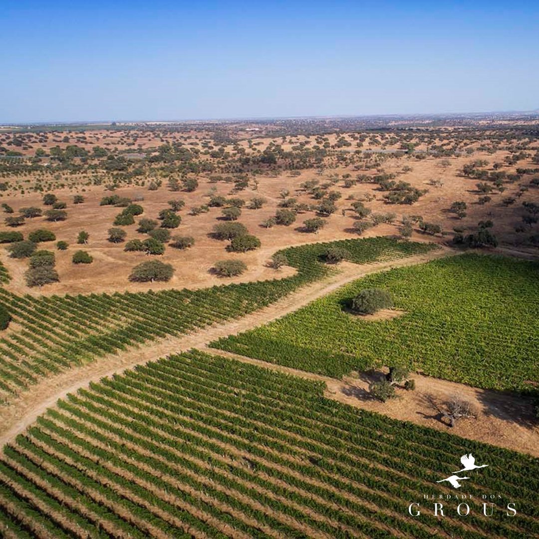 Harvest time in the Alentejo is almost upon us!