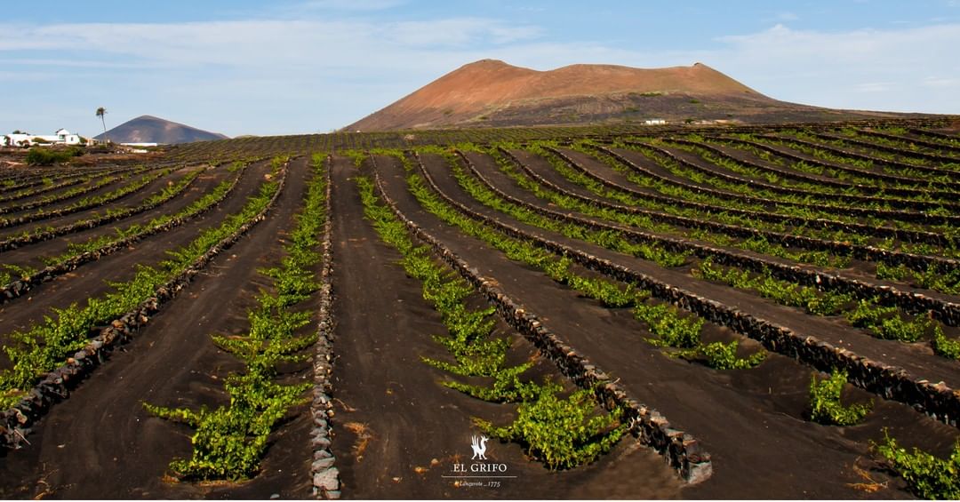 BodegasElGrifo's tweet photo. ¿Viticultura heroica?

Con una pluviometría de 150mm/año, alisios constantes, variedades prefiloxéricas y la imposibilidad de mecanizar las labores, el cultivo de la vid se convierte en una batalla épica.

--- 🍷 🍇 🍷 ---

📲 https://t.co/n6AYyQhU9G
📌 #Lanzarote _ 1775 https://t.co/G4Ax5fOMAE