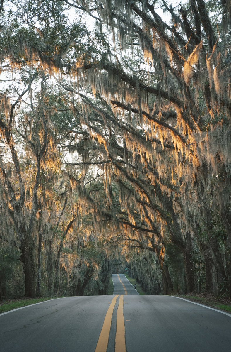 erichm's tweet photo. Late afternoon on Miller Landing Road. Tallahassee, FL. https://t.co/regiY45VuW