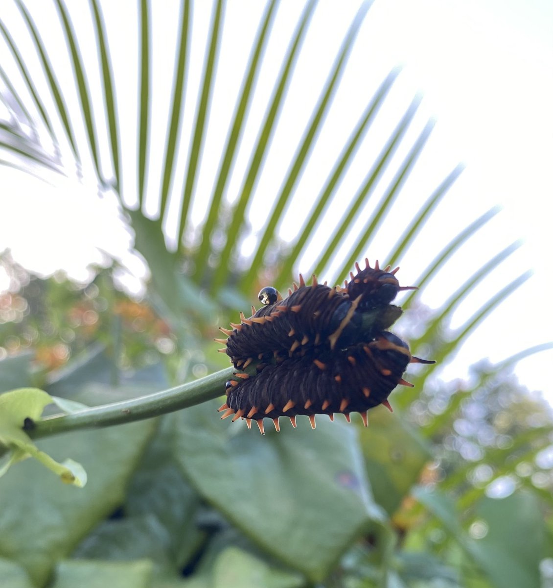 Before work makes me grumpy, I visited my pollinator garden and found lots of these 🐛 That’s 3 of them huddled on one branch. FL sunshine and bugs FTW #pipevineswallowtail #pollinatorsareimportant