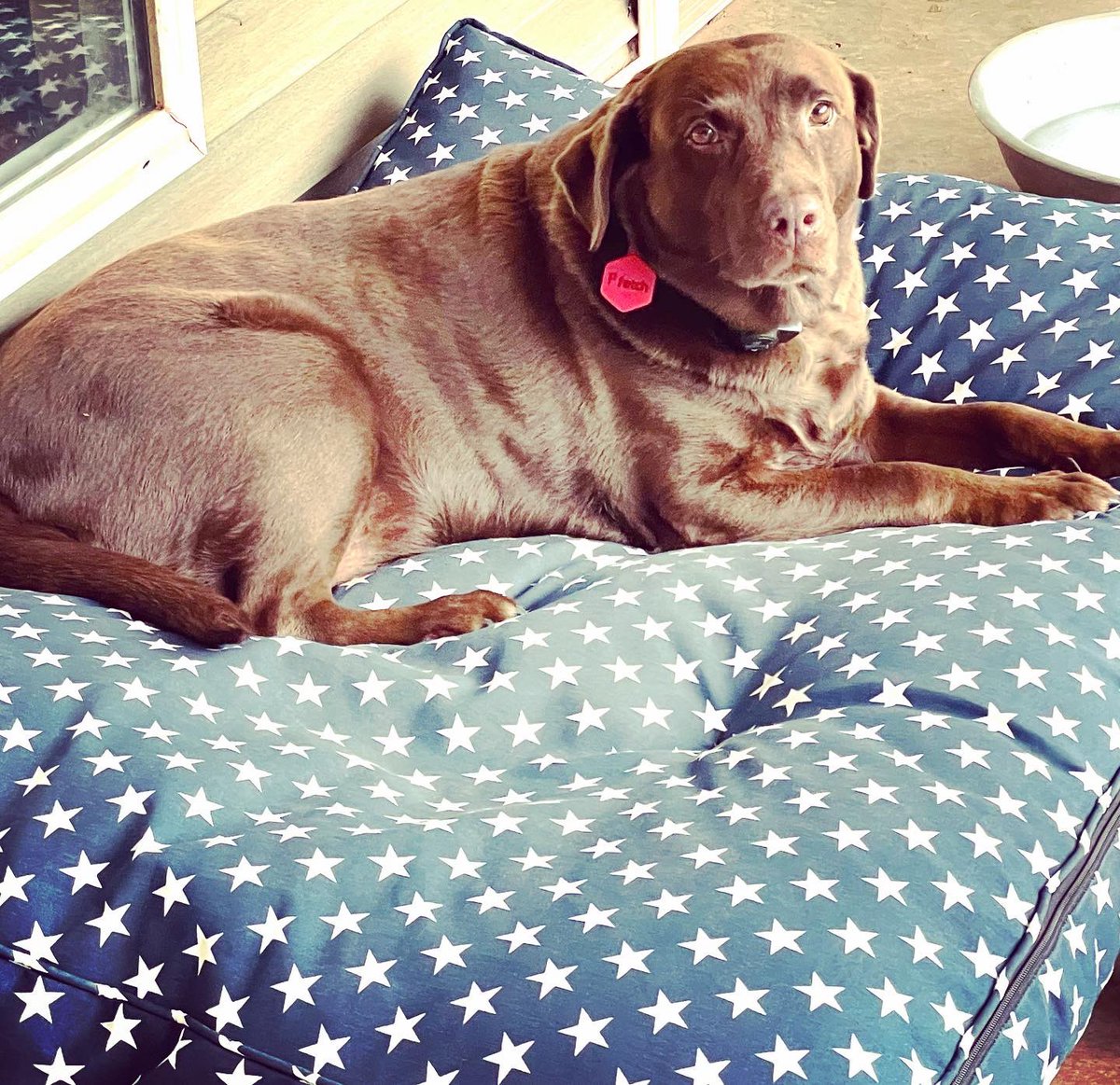 theSIMPLEmoms's tweet photo. @ruffhouzin has just what your fur babies need.  Check out @theSIMPLEmoms post to learn more.
https://t.co/VF2dCKiwJR https://t.co/EHmozKt1OY