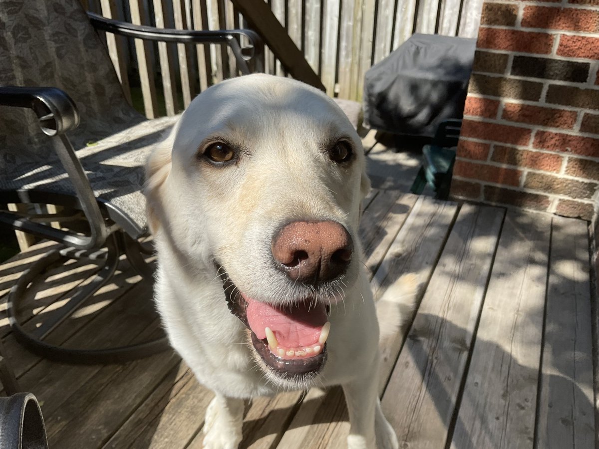 RomanandDandy's tweet photo. Yup, she was in the raspberry patch again this morning. How do I know? Her breath smells of fresh ripe raspberries! Happy Friday and have a great relaxing weekend. #dogsofintwitter #traumadogs #raspberries #dogbreath https://t.co/T9UtoSmKzK
