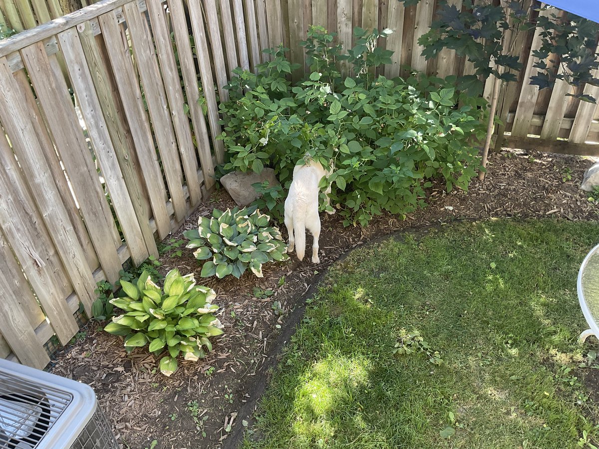 RomanandDandy's tweet photo. Yup, she was in the raspberry patch again this morning. How do I know? Her breath smells of fresh ripe raspberries! Happy Friday and have a great relaxing weekend. #dogsofintwitter #traumadogs #raspberries #dogbreath https://t.co/T9UtoSmKzK