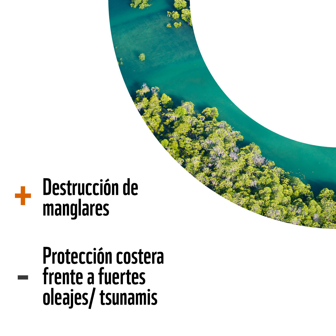 WWFEcuador's tweet photo. 2/2 Por ejemplo, cuando conservamos los bosques de manglar, estos no solo proporcionan barreras naturales contra oleajes y tormentas, sino que además, son semilleros de vida que mantienen pesquerías, aseguran medios de vida.
Junto a nuestros aliados @AsoGdR_Ec te contamos más⬇️ https://t.co/A6NTH5Xoxn
