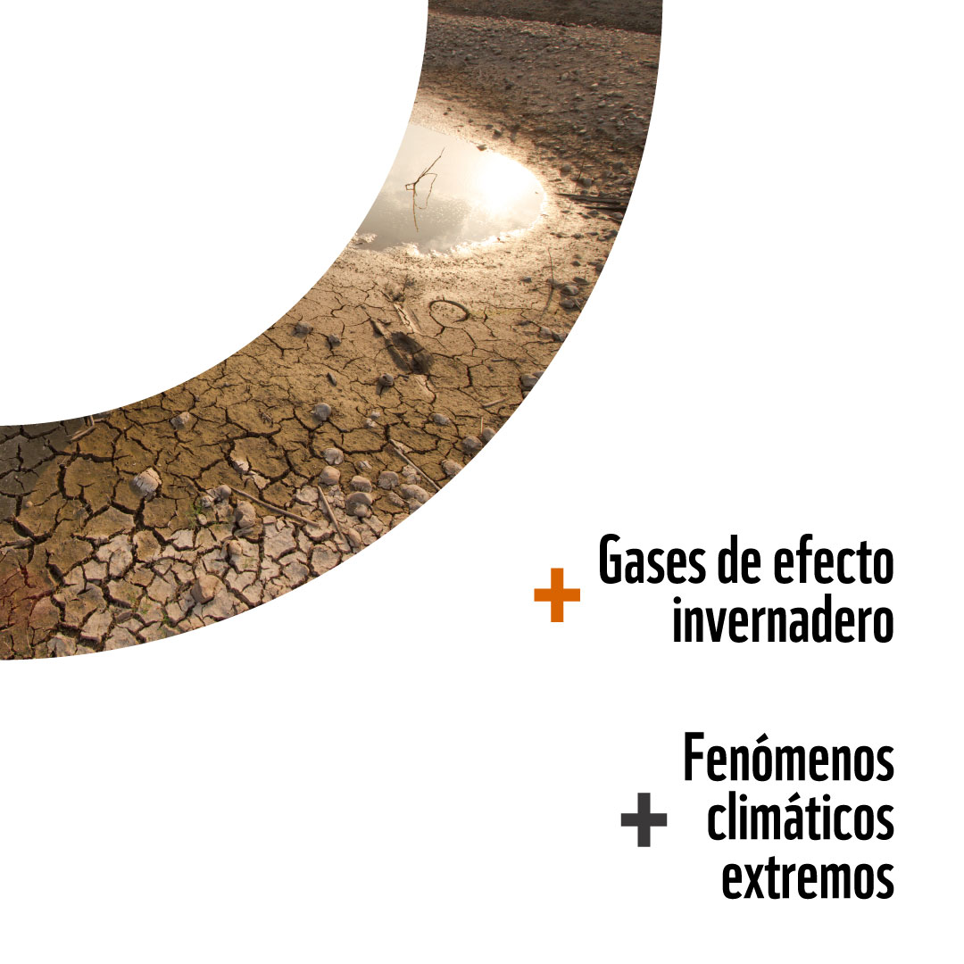WWFEcuador's tweet photo. 2/2 Por ejemplo, cuando conservamos los bosques de manglar, estos no solo proporcionan barreras naturales contra oleajes y tormentas, sino que además, son semilleros de vida que mantienen pesquerías, aseguran medios de vida.
Junto a nuestros aliados @AsoGdR_Ec te contamos más⬇️ https://t.co/A6NTH5Xoxn