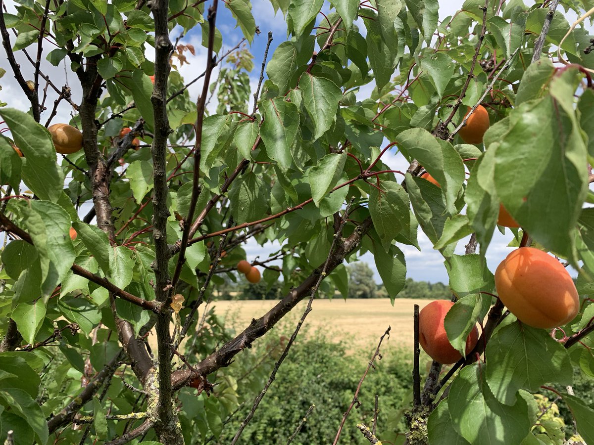 <a href="/LauraDonohueCGC/">CottageGardenCookery</a> <a href="/Flavour105/">Flavour</a> Hi Laura. The crop is great this year. Here’s a pic of my Friday afternoon view. Just me and the birds and blue skies