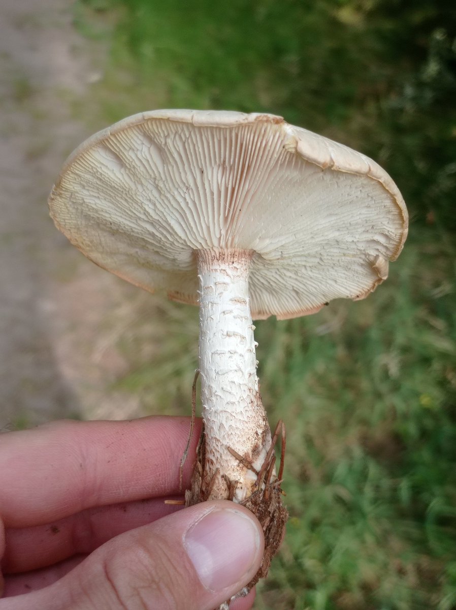 haut_gout's tweet photo. #FungiFriday Trotz #Trockenheit wachsen überall »schuppige Sägeblättlinge« auf den Kiefernstubben. Essen kann man den #Pilz nicht, obwohl er appetitlich nach Anis duftet. Markant sind der schuppige Stiel und die gezähnten Lamellen. https://t.co/qeFrzhZtp1