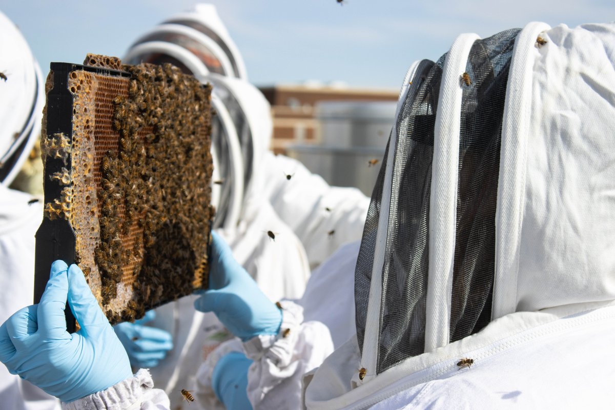 Heritage Park (@heritageparkyyc) on Twitter photo Join <a href="/ABCbees/">ABC Bees Canada</a> at the Park for a Hive Tour every week! This two hour look into the complex world of honeybees will give you a new appreciation for the important work these busy bees do! @Knifewear <a href="/LowensSkinCare/">Lowen's Skin Care</a> <a href="/Fairmont_PAL/">Fairmont Palliser</a> <a href="/KentOfInglewood/">Kent of Inglewood</a>
Register: HeritagePark.ca/HiveTours Join <a href="/ABCbees/">ABC Bees Canada</a> at the Park for a Hive Tour every week! This two hour look into the complex world of honeybees will give you a new appreciation for the important work these busy bees do! @Knifewear <a href="/LowensSkinCare/">Lowen's Skin Care</a> <a href="/Fairmont_PAL/">Fairmont Palliser</a> <a href="/KentOfInglewood/">Kent of Inglewood</a>
Register: HeritagePark.ca/HiveTours